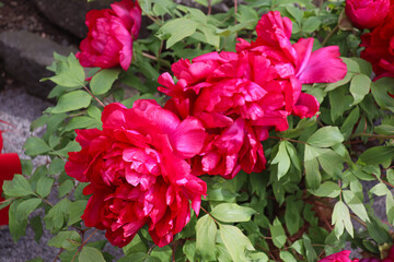 Fototapeta premium Peony blooming in Japan