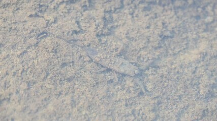 Water scorpions. Nepidae is a family of aquatic Heteropteran insects in the order Hemiptera. Its called water scorpion for their superficial resemblance to scorpions. Needle bugs or water stick insect