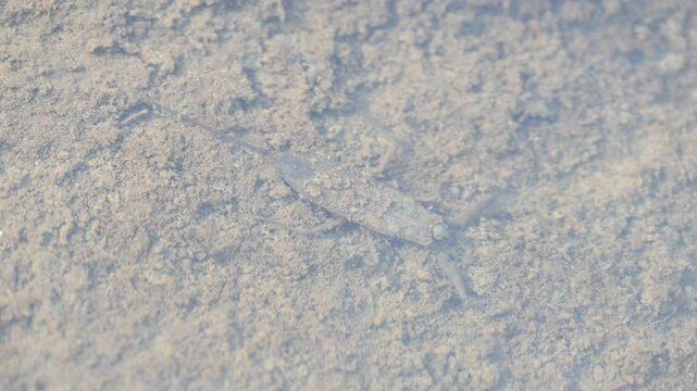 Water scorpions. Nepidae&nbsp;is a family of aquatic&nbsp;Heteropteran&nbsp;insects&nbsp;in the order&nbsp;Hemiptera. Its called&nbsp;water scorpion&nbsp;for their superficial resemblance to&nbsp;scorpions. Needle bugs or water stick insect