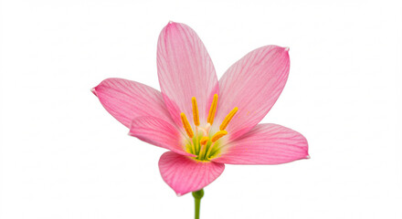 Obraz premium pink rock lily flower with white background,flower, pink, nature, isolated, blossom, beauty, spring, 