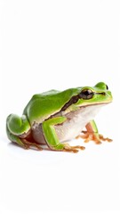 Obraz premium Frog over white background, no shadow