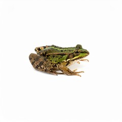 Fototapeta premium Frog over white background, no shadow