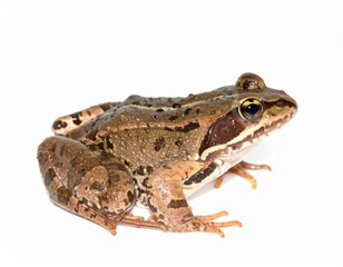 Obraz premium Frog over white background, no shadow