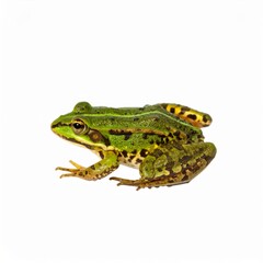 Fototapeta premium Frog over white background, no shadow