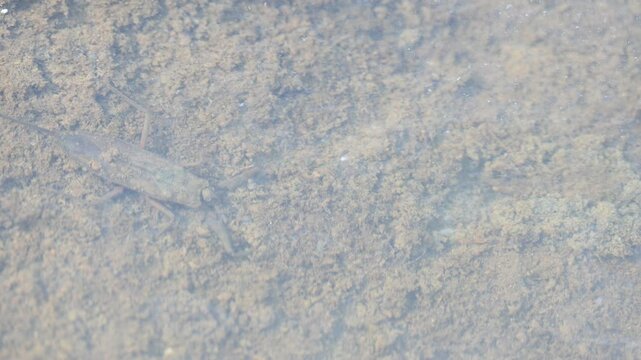 Water scorpions. Nepidae&nbsp;is a family of aquatic&nbsp;Heteropteran&nbsp;insects&nbsp;in the order&nbsp;Hemiptera. Its called&nbsp;water scorpion&nbsp;for their superficial resemblance to&nbsp;scorpions. Needle bugs or water stick insect