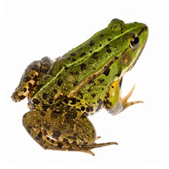 Fototapeta premium Frog over white background, no shadow