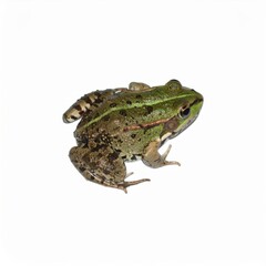 Frog over white background, no shadow