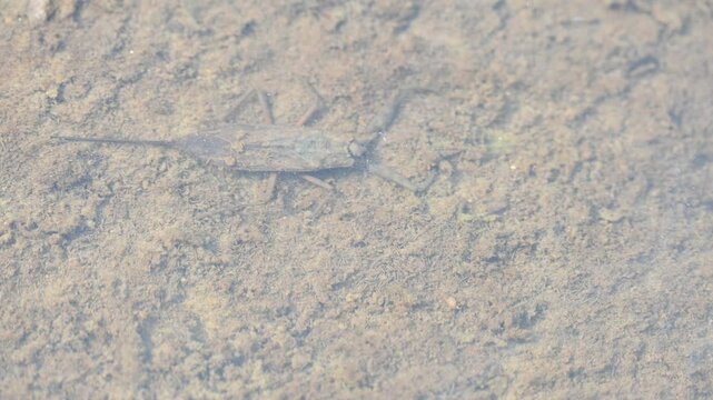 Water scorpions. Nepidae&nbsp;is a family of aquatic&nbsp;Heteropteran&nbsp;insects&nbsp;in the order&nbsp;Hemiptera. Its called&nbsp;water scorpion&nbsp;for their superficial resemblance to&nbsp;scorpions. Needle bugs or water stick insect