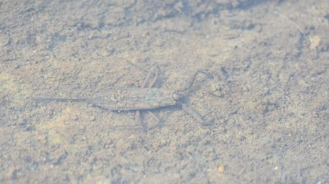Water scorpions. Nepidae&nbsp;is a family of aquatic&nbsp;Heteropteran&nbsp;insects&nbsp;in the order&nbsp;Hemiptera. Its called&nbsp;water scorpion&nbsp;for their superficial resemblance to&nbsp;scorpions. Needle bugs or water stick insect
