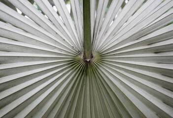 Real photograph made by hand natural palm leaf closeup neutral tone textured abstract background