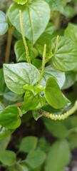 Wild Peperomia Pellucida Plant in Natural Light – Fresh Heart-Shaped Leaves and Slender Flower Spikes
