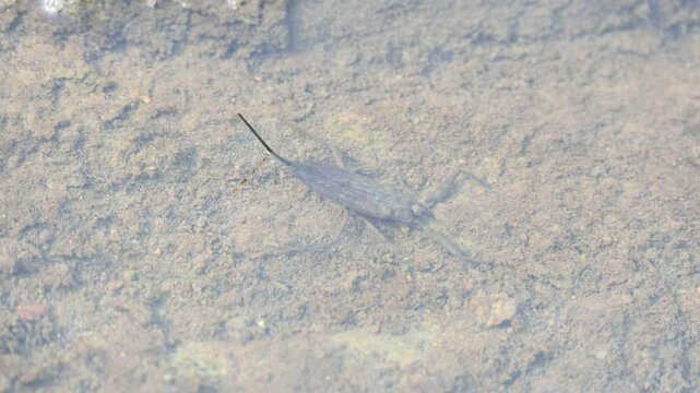 Water scorpions. Nepidae&nbsp;is a family of aquatic&nbsp;Heteropteran&nbsp;insects&nbsp;in the order&nbsp;Hemiptera. Its called&nbsp;water scorpion&nbsp;for their superficial resemblance to&nbsp;scorpions. Needle bugs or water stick insect