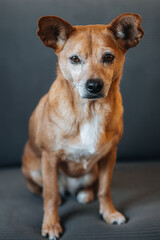  Full body portrait of a small brown dog with expressive eyes, sitting on a dark sofa. Indoor setting with soft natural light and sharp focus