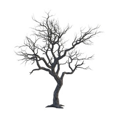 Bare Winter Tree Monochrome Illustration of a Leafless Tree
