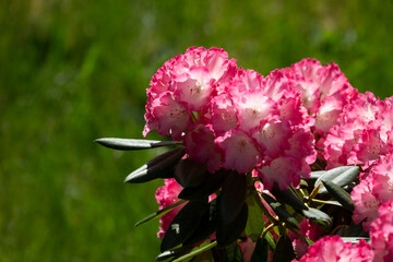 Rhododendron in the garden