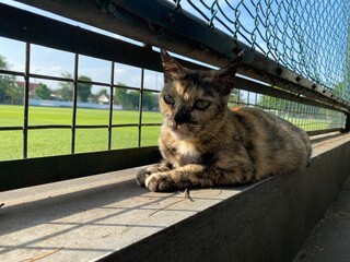 A cat sitting relaxed near the fence of a football field.