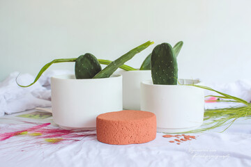 Minimalist indoor plants in white pots with green cactus and decorative elements create serene atmosphere. earthy tones and textures enhance natural beauty of arrangement