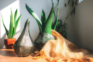 Serene indoor scene featuring decorative planters with green plants, showcasing warm and inviting atmosphere. sunlight enhances textures and colors, creating peaceful ambiance
