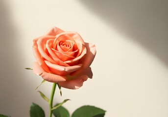 Naklejka premium Single Peach Rose Bloom with Sunlight Shadows on Wall
