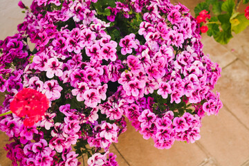 Detailed close up of garden full of pink geranium flowers in bright day. Postcard and congratulation print style with copy space.