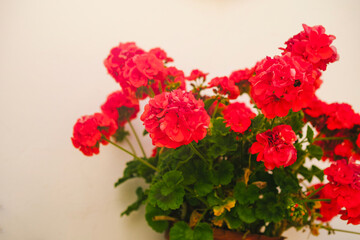 Detailed close up of garden full of red geranium flowers in bright day. Postcard and congratulation print style with copy space.