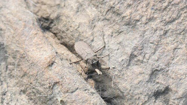 Water scorpions. Nepidae&nbsp;is a family of aquatic&nbsp;Heteropteran&nbsp;insects&nbsp;in the order&nbsp;Hemiptera. Its called&nbsp;water scorpion&nbsp;for their superficial resemblance to&nbsp;scorpions. Needle bugs or water stick insect