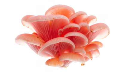 Delicate Pink Oyster Mushrooms A Cluster of Fungi Beauty and Edible Delights