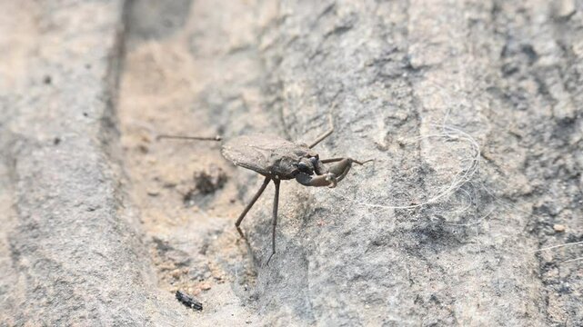 Water scorpions. Nepidae&nbsp;is a family of aquatic&nbsp;Heteropteran&nbsp;insects&nbsp;in the order&nbsp;Hemiptera. Its called&nbsp;water scorpion&nbsp;for their superficial resemblance to&nbsp;scorpions. Needle bugs or water stick insect