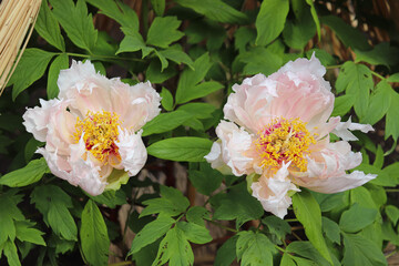 Peony blooming in Japan