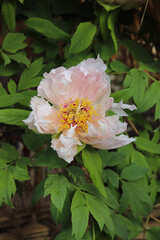 Peony blooming in Japan