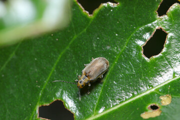 サンゴジュの葉を食い荒らす害虫・サンゴジュハムシの成虫（自然環境下ストロボマクロ撮影）