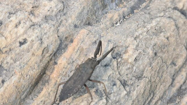 Water scorpions. Nepidae&nbsp;is a family of aquatic&nbsp;Heteropteran&nbsp;insects&nbsp;in the order&nbsp;Hemiptera. Its called&nbsp;water scorpion&nbsp;for their superficial resemblance to&nbsp;scorpions. Needle bugs or water stick insect