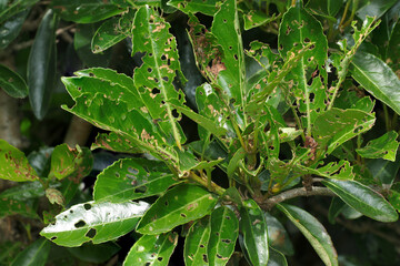 害虫・サンゴジュハムシ成虫に無残に食い荒らされたサンゴジュの枝葉（自然環境下ストロボマクロ撮影）