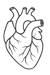 Anatomical Human Heart Line Drawing – Medical Vector Illustration
