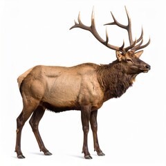 Obraz premium Elk over white background, no shadow