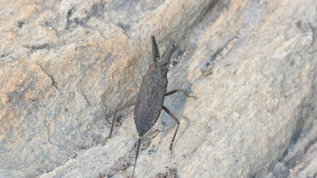 Water scorpions. Nepidae&nbsp;is a family of aquatic&nbsp;Heteropteran&nbsp;insects&nbsp;in the order&nbsp;Hemiptera. Its called&nbsp;water scorpion&nbsp;for their superficial resemblance to&nbsp;scorpions. Needle bugs or water stick insect