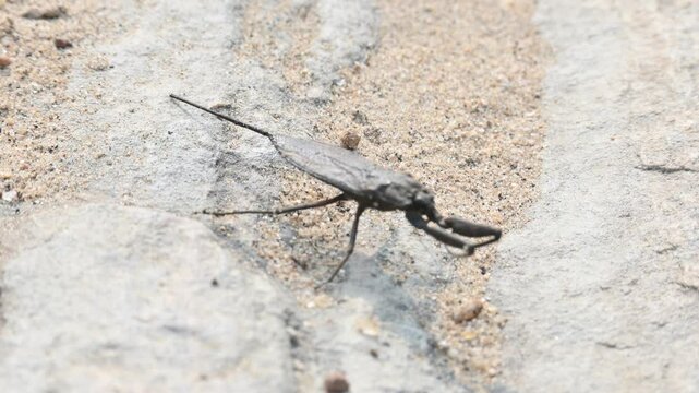 Water scorpions. Nepidae&nbsp;is a family of aquatic&nbsp;Heteropteran&nbsp;insects&nbsp;in the order&nbsp;Hemiptera. Its called&nbsp;water scorpion&nbsp;for their superficial resemblance to&nbsp;scorpions. Needle bugs or water stick insect