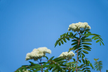Rovan, (Sorbus aucuparia)