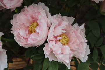 Peony blooming in Japan