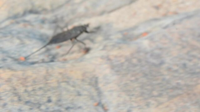 Water scorpions. Nepidae&nbsp;is a family of aquatic&nbsp;Heteropteran&nbsp;insects&nbsp;in the order&nbsp;Hemiptera. Its called&nbsp;water scorpion&nbsp;for their superficial resemblance to&nbsp;scorpions. Needle bugs or water stick insect