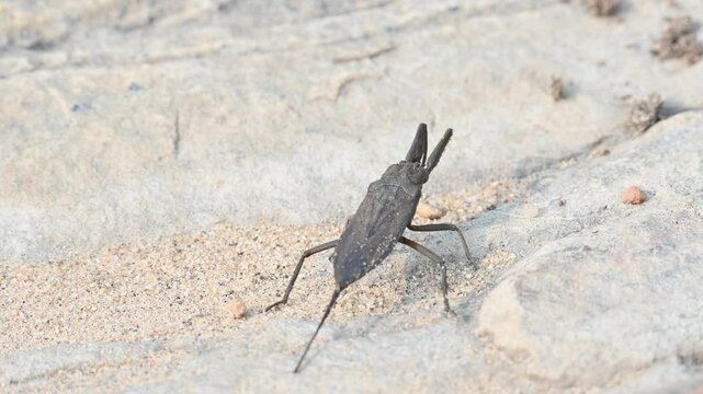 Water scorpions. Nepidae&nbsp;is a family of aquatic&nbsp;Heteropteran&nbsp;insects&nbsp;in the order&nbsp;Hemiptera. Its called&nbsp;water scorpion&nbsp;for their superficial resemblance to&nbsp;scorpions. Needle bugs or water stick insect