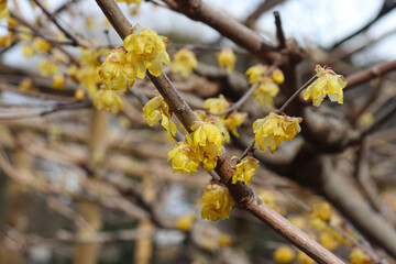 Flowers that bloom in the cold early spring.