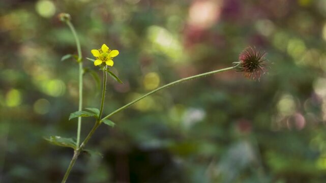Wood avens, herb Bennet, colewort, St Benedict's herb, Geum urbanum, Nelkenwurz, Bennet's herb, yellow flower, wild herb