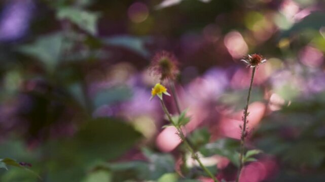 Wood avens, herb Bennet, colewort, St Benedict's herb, Geum urbanum, Nelkenwurz, Bennet's herb, wild herb, leaves