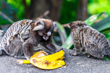Marmoset monkey monkeys eating banana in Rio de Janeiro Brazil.