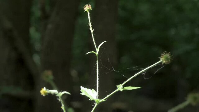 Wood avens, herb Bennet, colewort, St Benedict's herb, Geum urbanum, Nelkenwurz, Bennet's herb, wild herb, leaves