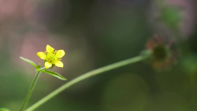 Wood avens,herb Bennet,colewort,St Benedict's herb,Geum urbanum,Nelkenwurz,Bennet's herb,yellow flower,wild herb