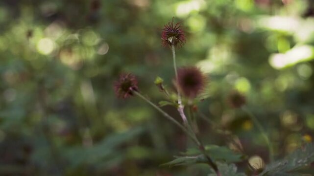 Wood avens, herb Bennet, colewort, St Benedict's herb, Geum urbanum, Nelkenwurz, Bennet's herb, wild herb, leaves