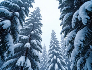 Austria Looking Straight Up at Snow-Covered Firs