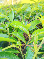 green tea leaves in the plantation